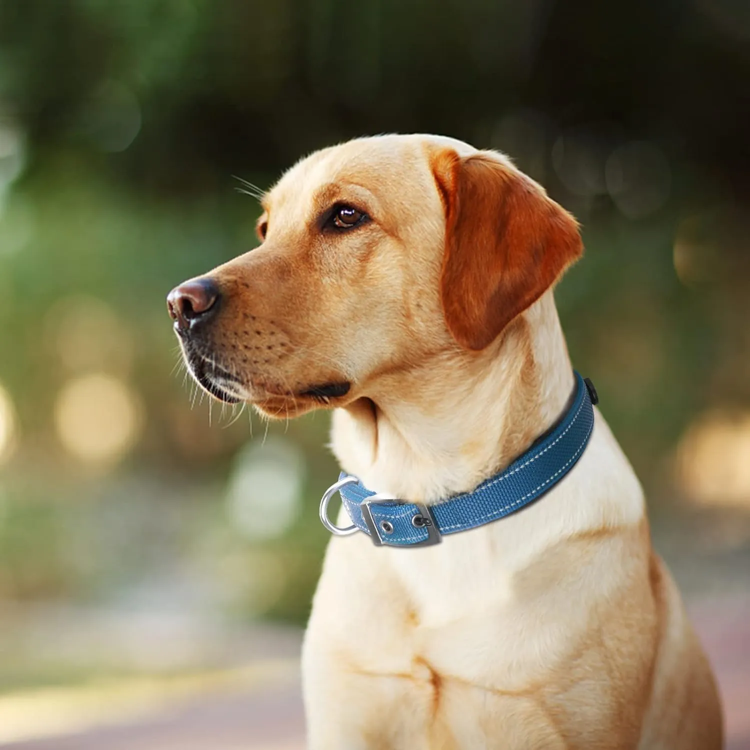 NEW Fida Heavy Duty Dog Collar, Ultra Comfortable Soft Neoprene Padded, Adjustable Reflective Nylon Pet Collar with Durable Metal Belt Buckle for Medium Breeds (M, Blue)